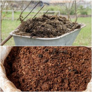Jual Pupuk Kohe Kambing Cilacap