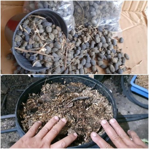 Jual Pupuk Kohe Kambing Kradenan