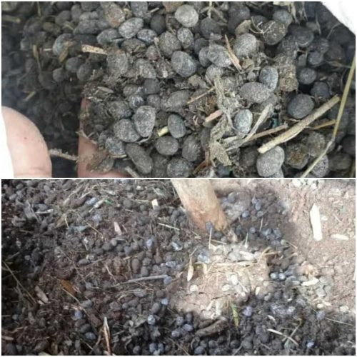 Jual Pupuk Kohe Kambing Ngaringan