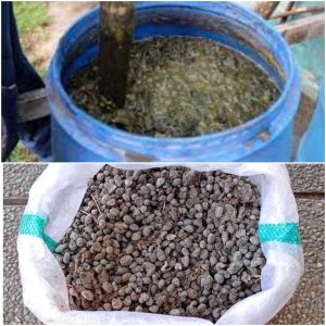 Jual Pupuk Kohe Kambing Wonogiri