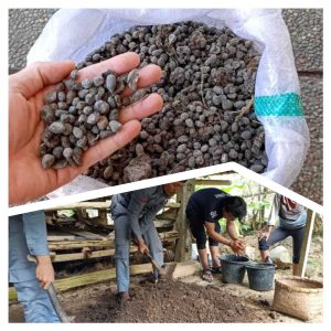 Kelebihan Kekurangan Pupuk Kohe Kambing