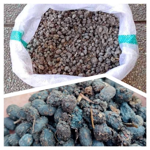 Kohe Kambing Tanpa Fermentasi
