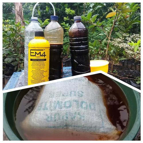 Pupuk Cair dari Kotoran Kambing