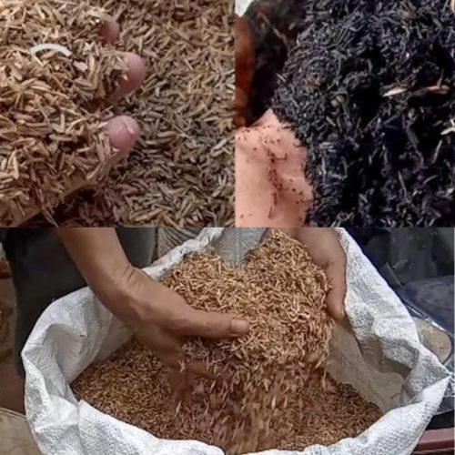 Cara Membuat Sekam Padi Fermentasi