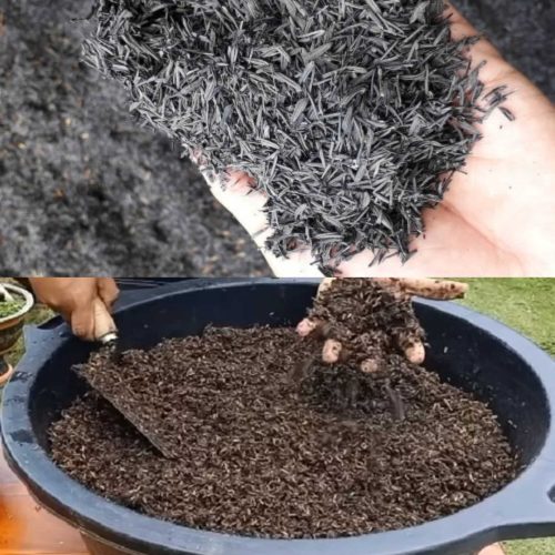 Jual Sekam Bakar Demak