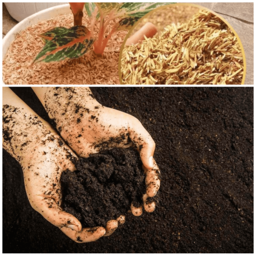 Jual Sekam Bakar Gabus