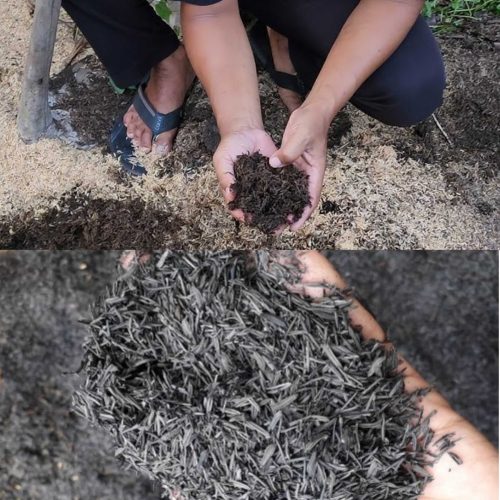 Jual Sekam Bakar Kradenan