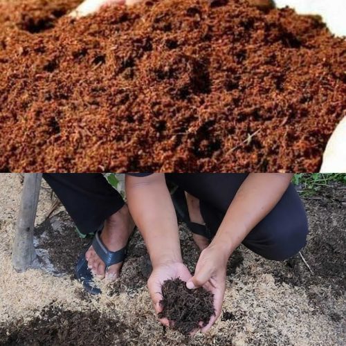 Jual Sekam Bakar Kudus