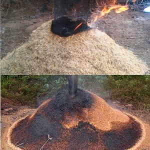 Jual Sekam Bakar Solo Surakarta