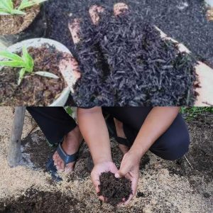 Jual Sekam Bakar Temanggung