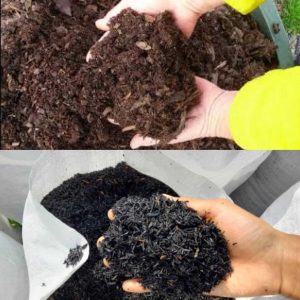 Jual Sekam Bakar Wonogiri